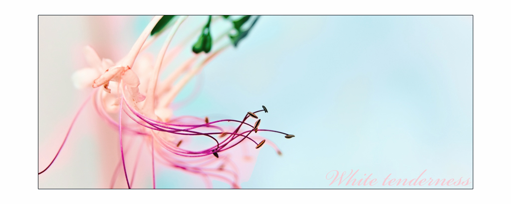 photo "White tenderness" tags: nature, macro and close-up, flowers