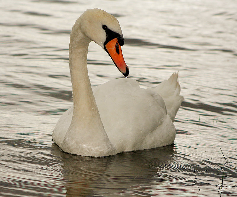 photo "Swan Lake, or should it be Loch?" tags: nature, wild animals