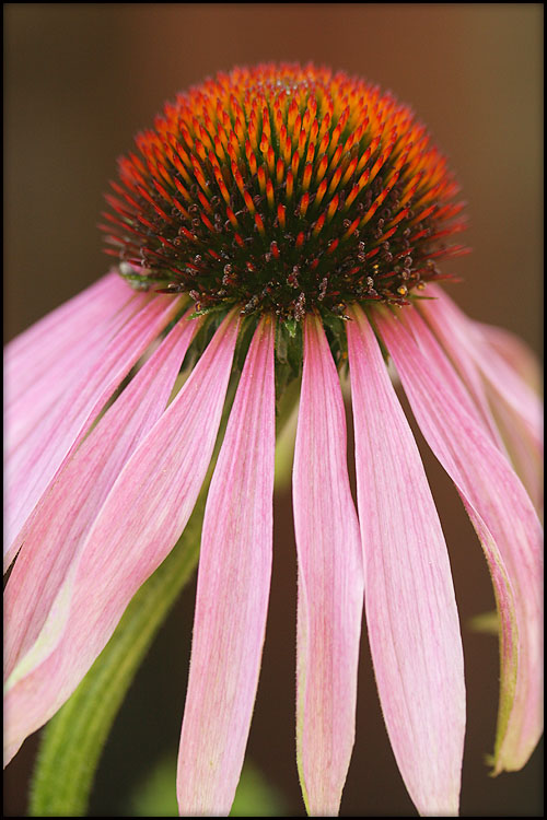 photo "Skirt" tags: nature, macro and close-up, flowers