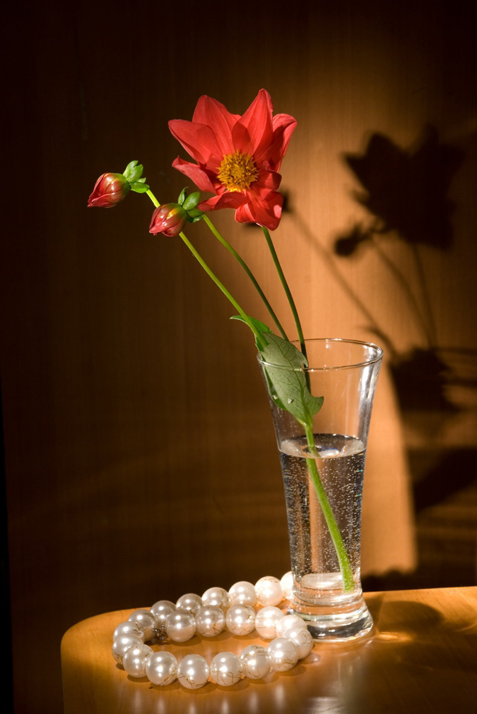 photo "***" tags: nature, still life, flowers