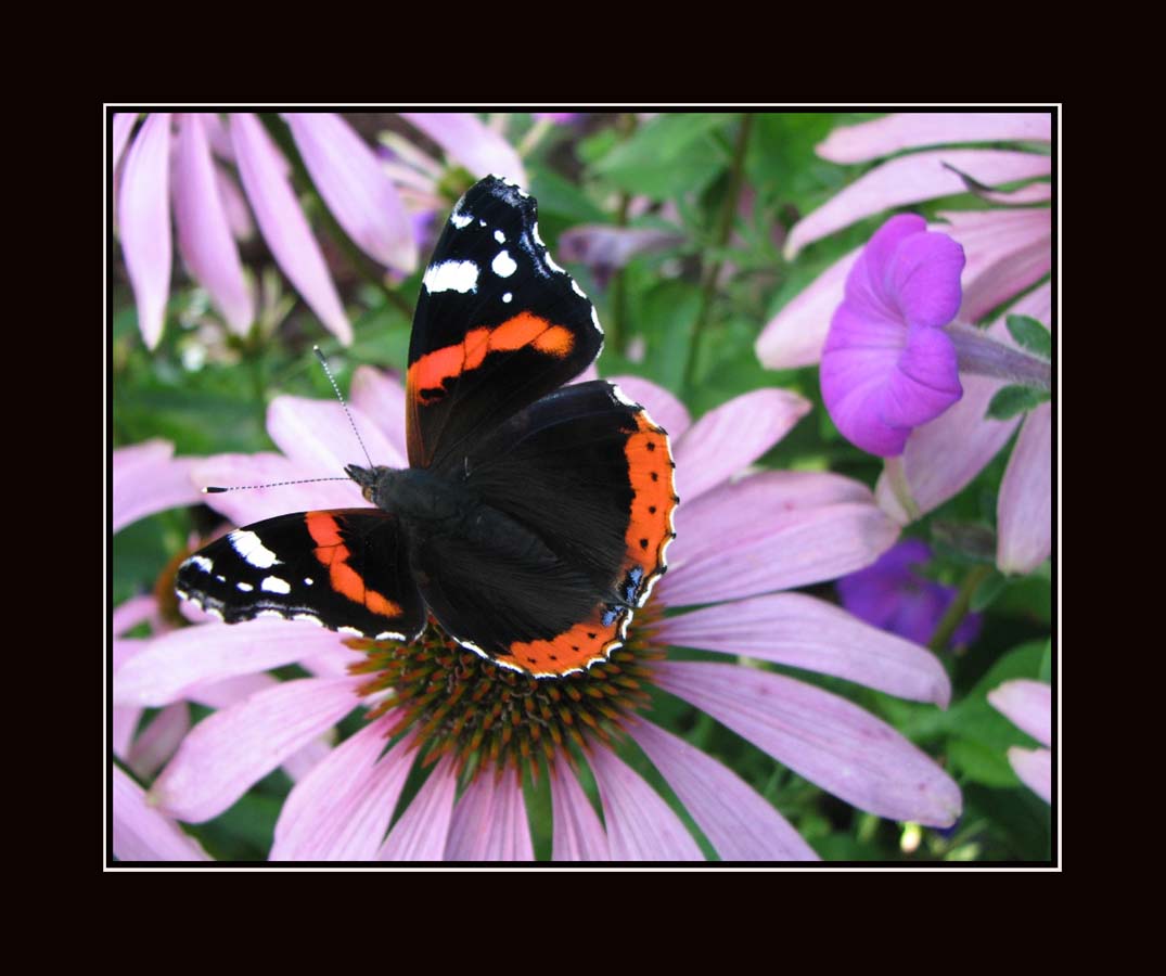 photo "***" tags: nature, macro and close-up, insect