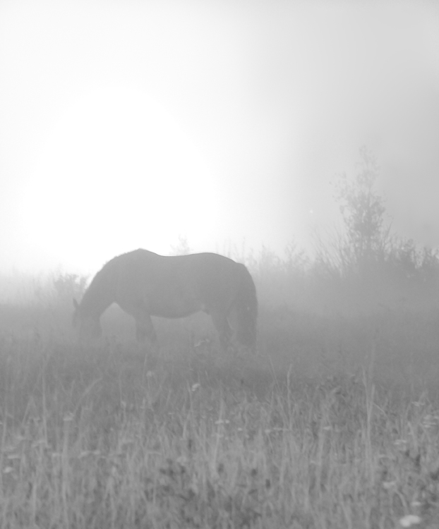 photo "***" tags: black&white, nature, pets/farm animals