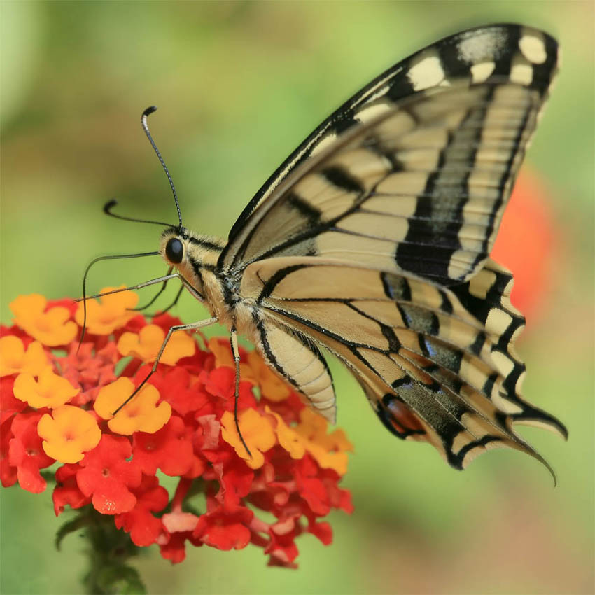 photo "***" tags: macro and close-up, nature, insect