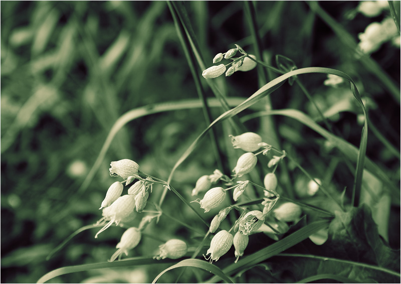 photo "***" tags: nature, flowers