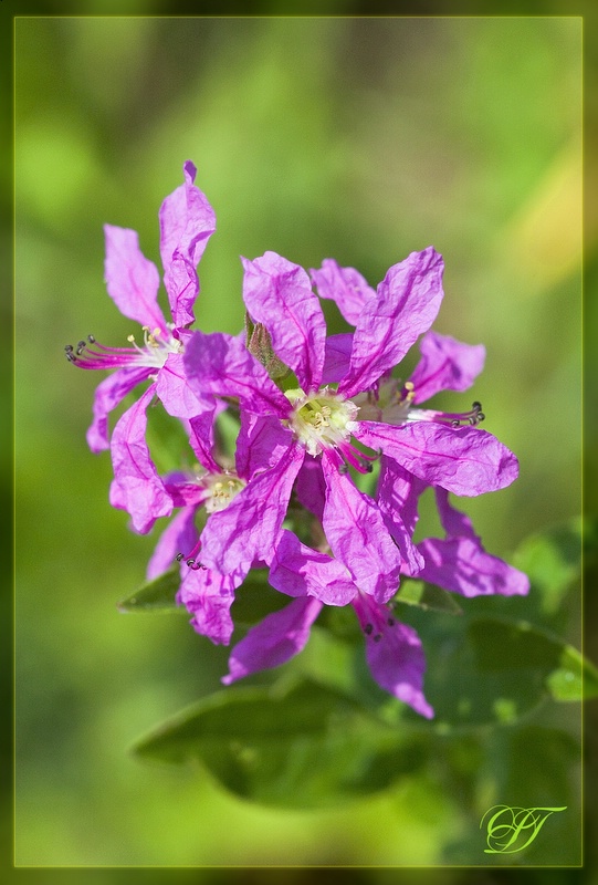 фото "Flowers of Russia" метки: природа, макро и крупный план, цветы