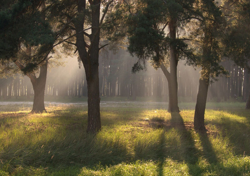 photo "***" tags: landscape, forest, summer