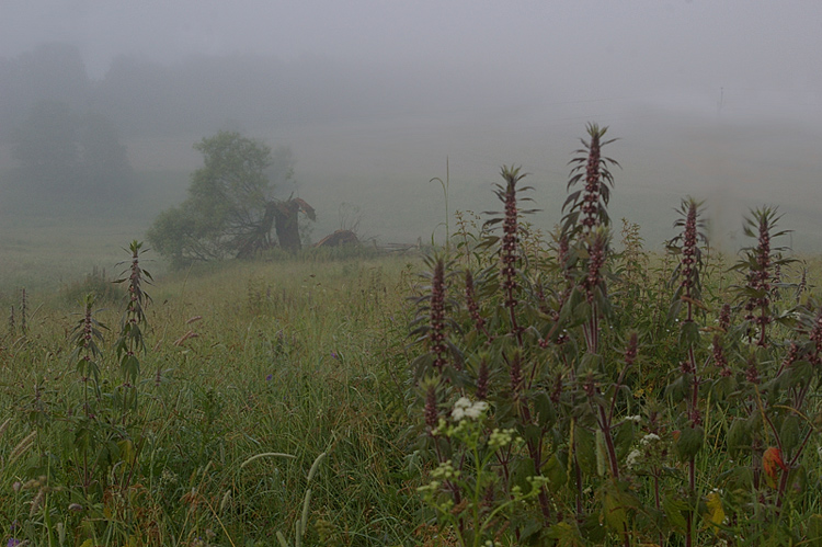 photo "***" tags: landscape, summer