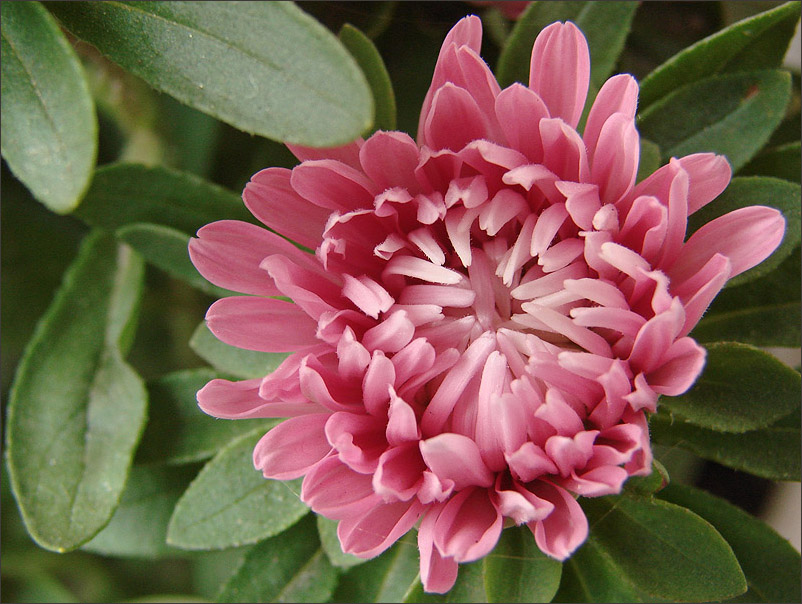 photo "* * *" tags: nature, macro and close-up, flowers