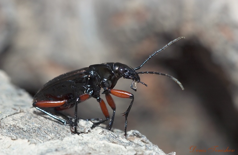 photo "***" tags: nature, macro and close-up, insect