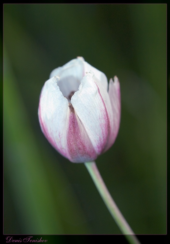 фото "Bud" метки: природа, макро и крупный план, цветы