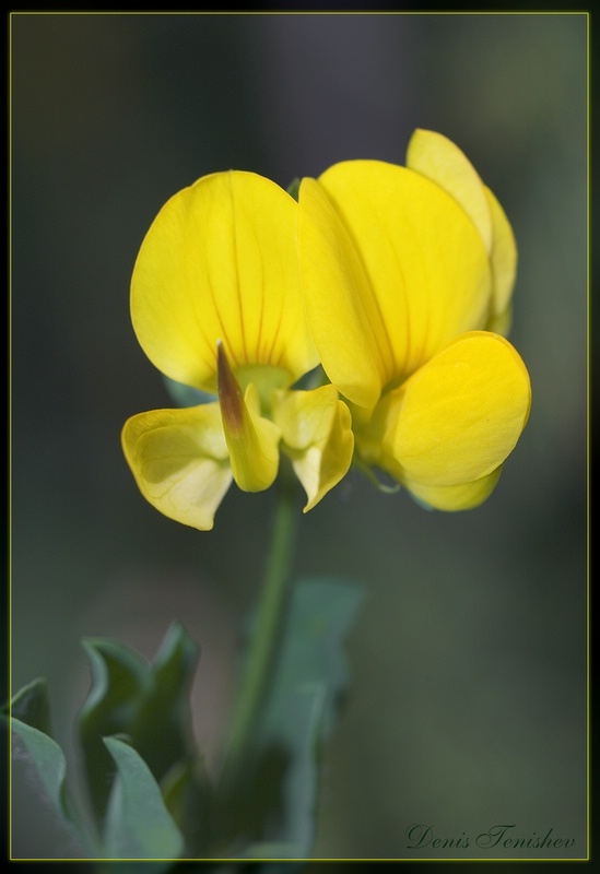 photo "***" tags: nature, macro and close-up, flowers