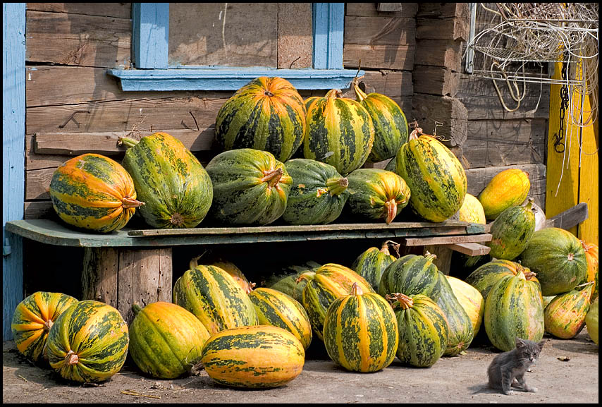 фото "Охрана" метки: жанр, природа, 