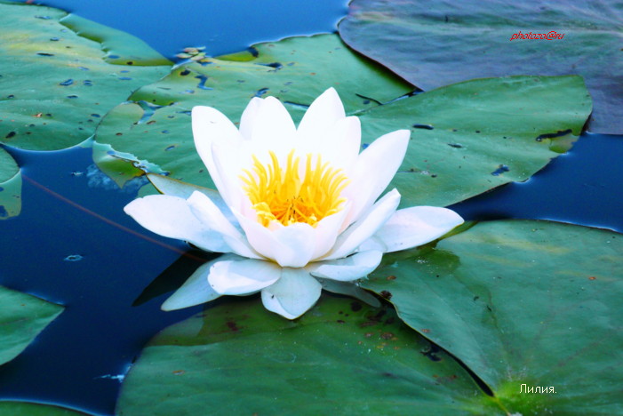 photo "Nature gift - a river lily." tags: nature, flowers