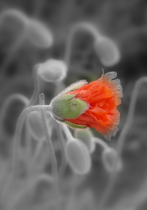 photo "***" tags: nature, black&white, flowers