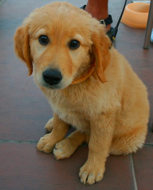 photo "SWEET BABY DOG" tags: still life, 