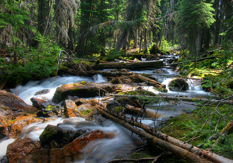 photo "River in the forest" tags: landscape, forest, water