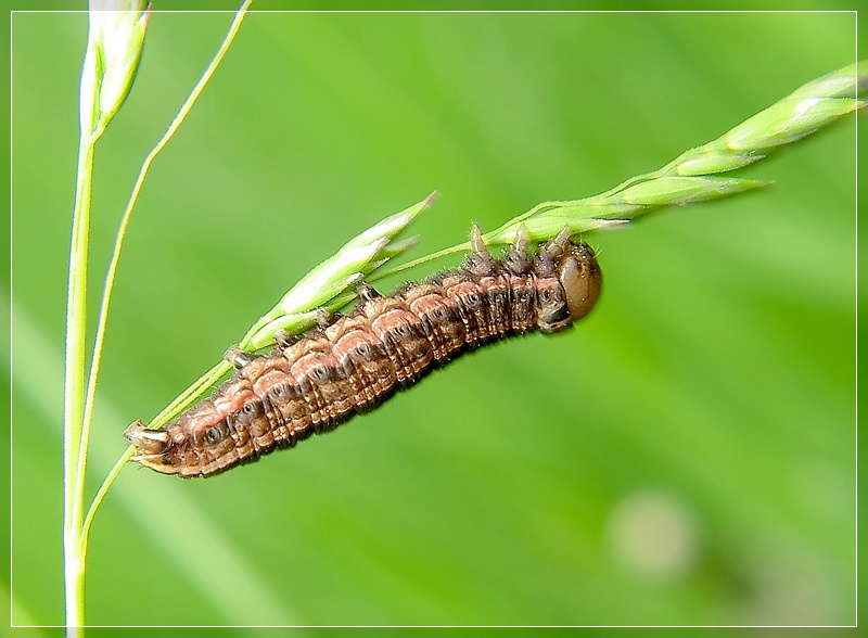 photo "***" tags: macro and close-up, 