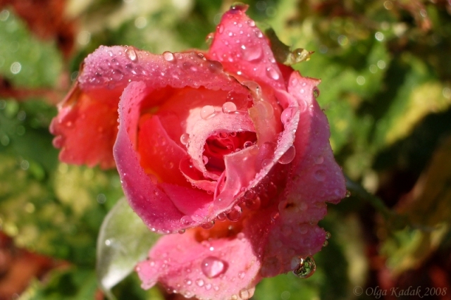 photo "***" tags: macro and close-up, nature, flowers