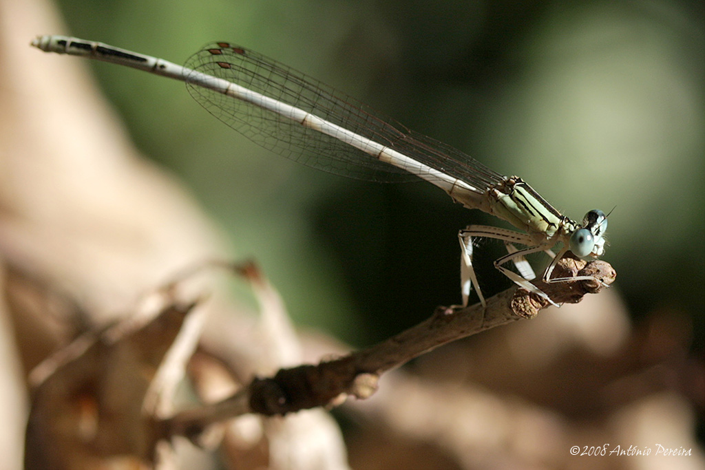 фото "Dragonfly" метки: макро и крупный план, природа, насекомое