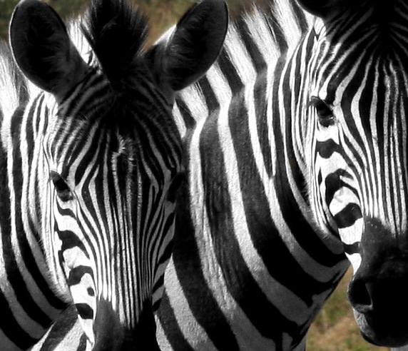 photo "stripes" tags: nature, black&white, wild animals