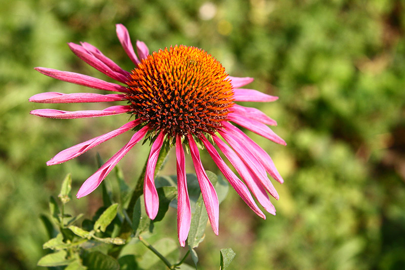 photo "***" tags: macro and close-up, nature, flowers