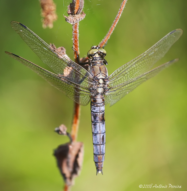 photo "Dragonfly II" tags: nature, macro and close-up, insect