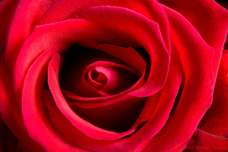 photo "Red Rose" tags: nature, macro and close-up, flowers