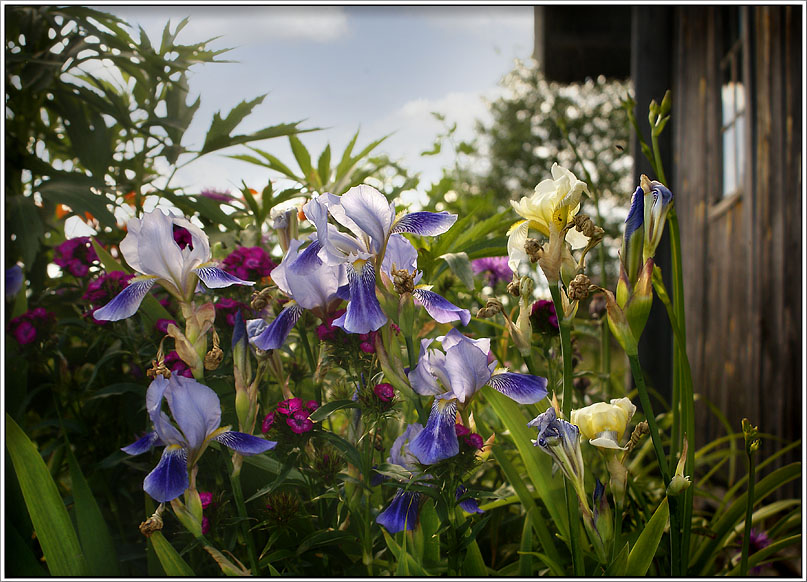 photo "Flowers in the garden" tags: nature, flowers