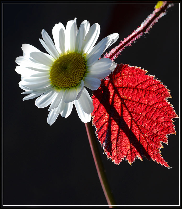 photo "***" tags: nature, flowers