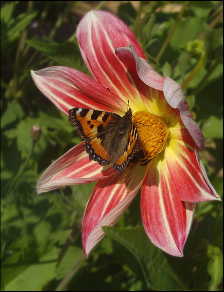 photo "***" tags: landscape, nature, insect, summer