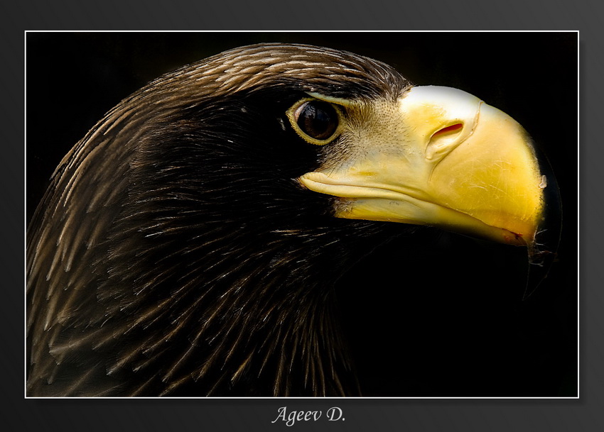 фото "Граф" метки: природа, дикие животные