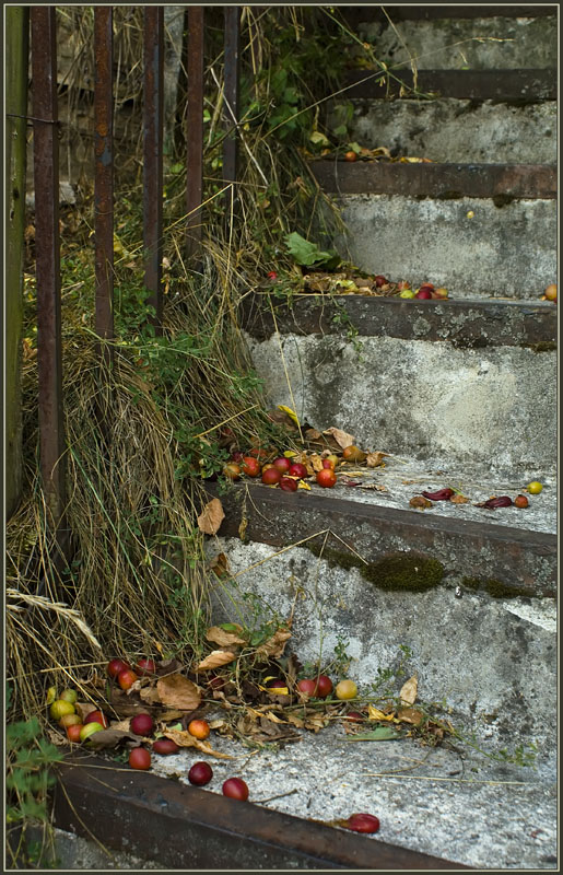 photo "Steps of the autumn" tags: misc., 