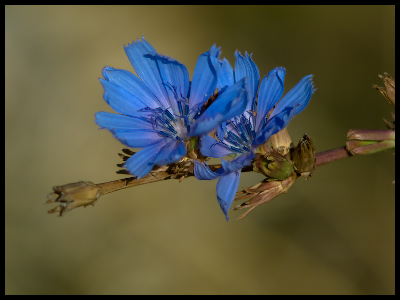 photo "***" tags: macro and close-up, nature, flowers