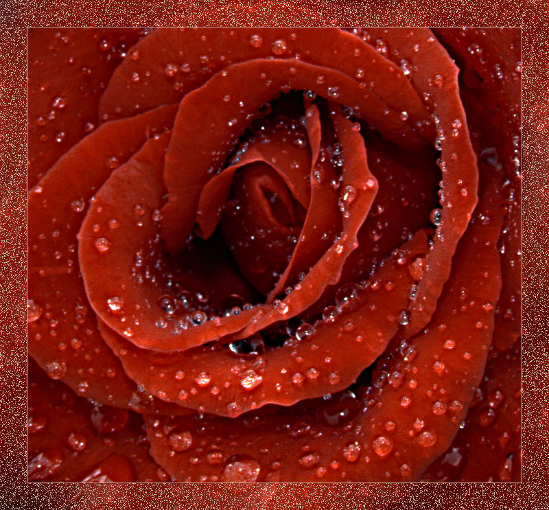 photo "***" tags: nature, macro and close-up, flowers