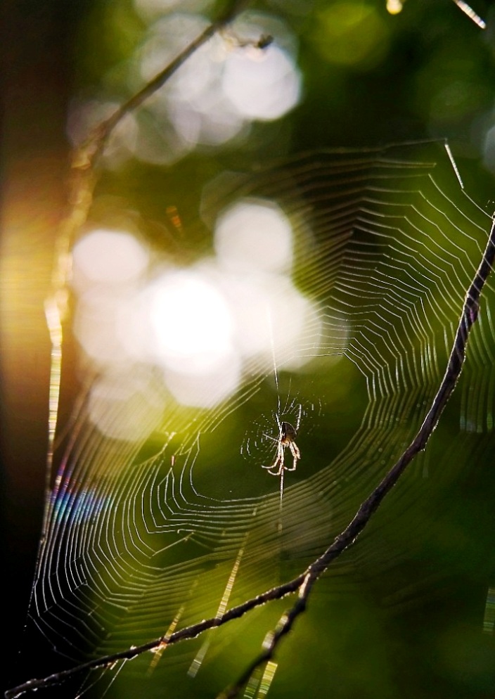 photo "***" tags: nature, macro and close-up, insect