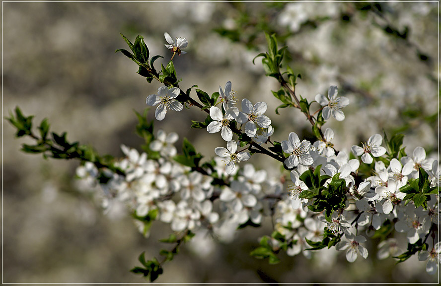 photo "Flowering plum" tags: landscape, nature, flowers, spring