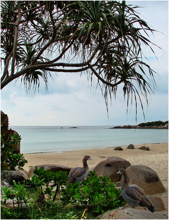 photo "On the beach" tags: nature, wild animals