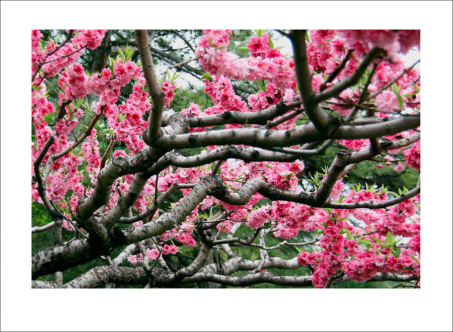photo "***" tags: , 