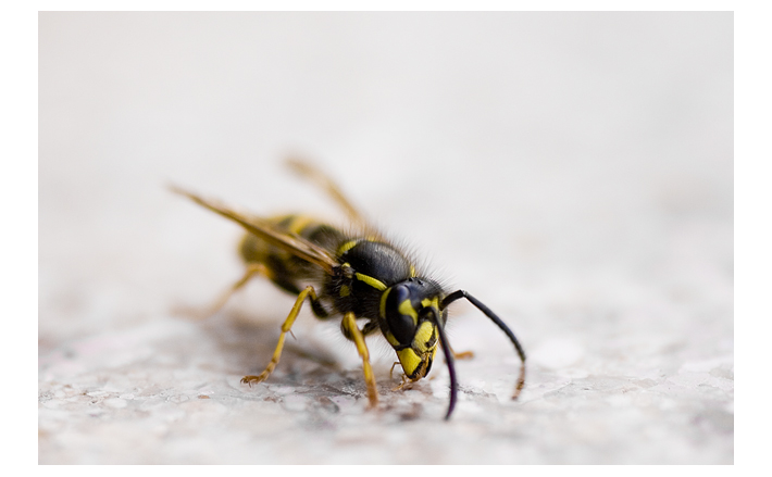 photo "beeeee....." tags: macro and close-up, nature, insect