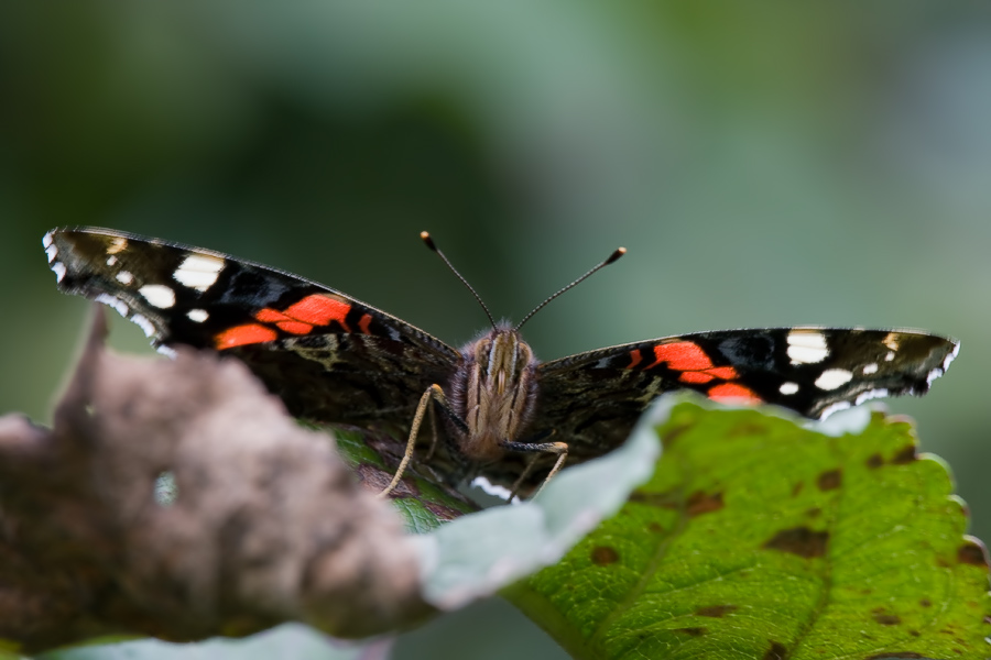 фото "Aдмирал (Vanessa atalanta)" метки: макро и крупный план, природа, насекомое