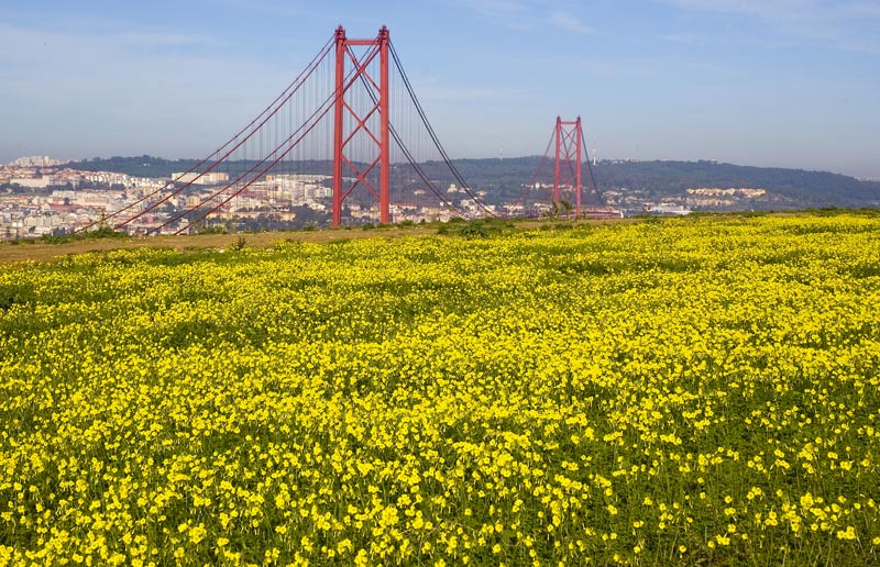 фото "SPAN & FLOWERS" метки: пейзаж, город, весна