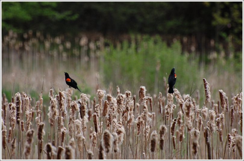 photo "after a brawl" tags: nature, wild animals