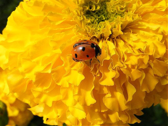 photo "Flower." tags: nature, insect