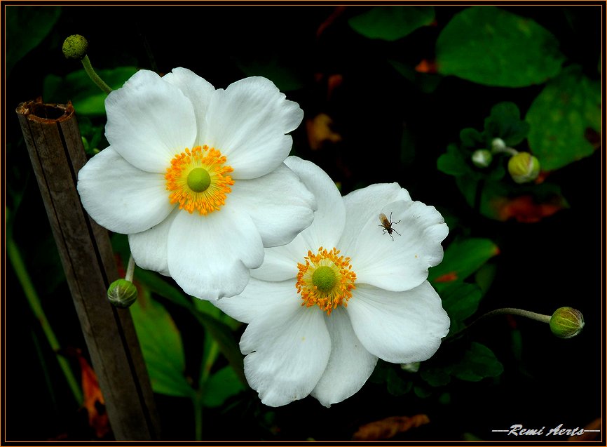 photo "for you" tags: nature, macro and close-up, flowers