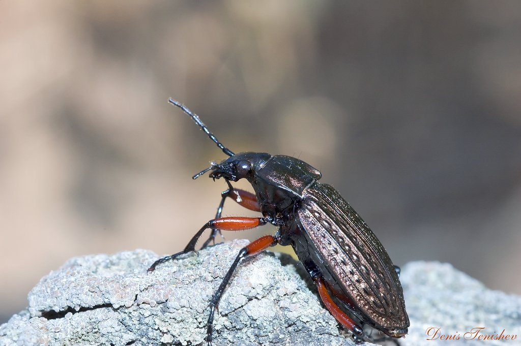 photo "***" tags: nature, macro and close-up, insect