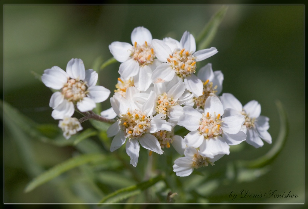 фото "Flowers of Russia 2" метки: природа, макро и крупный план, цветы