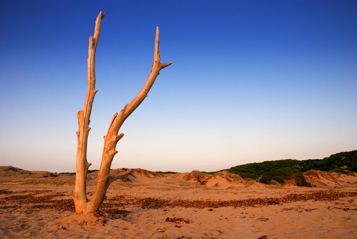 фото "beach tree" метки: пейзаж, 