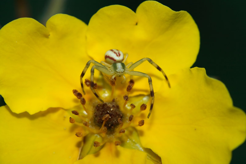 photo "***" tags: nature, macro and close-up, insect