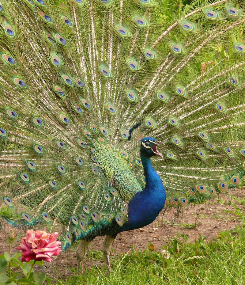 photo "***" tags: nature, wild animals