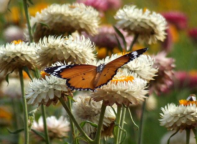 photo "perfect landing" tags: nature, flowers, insect